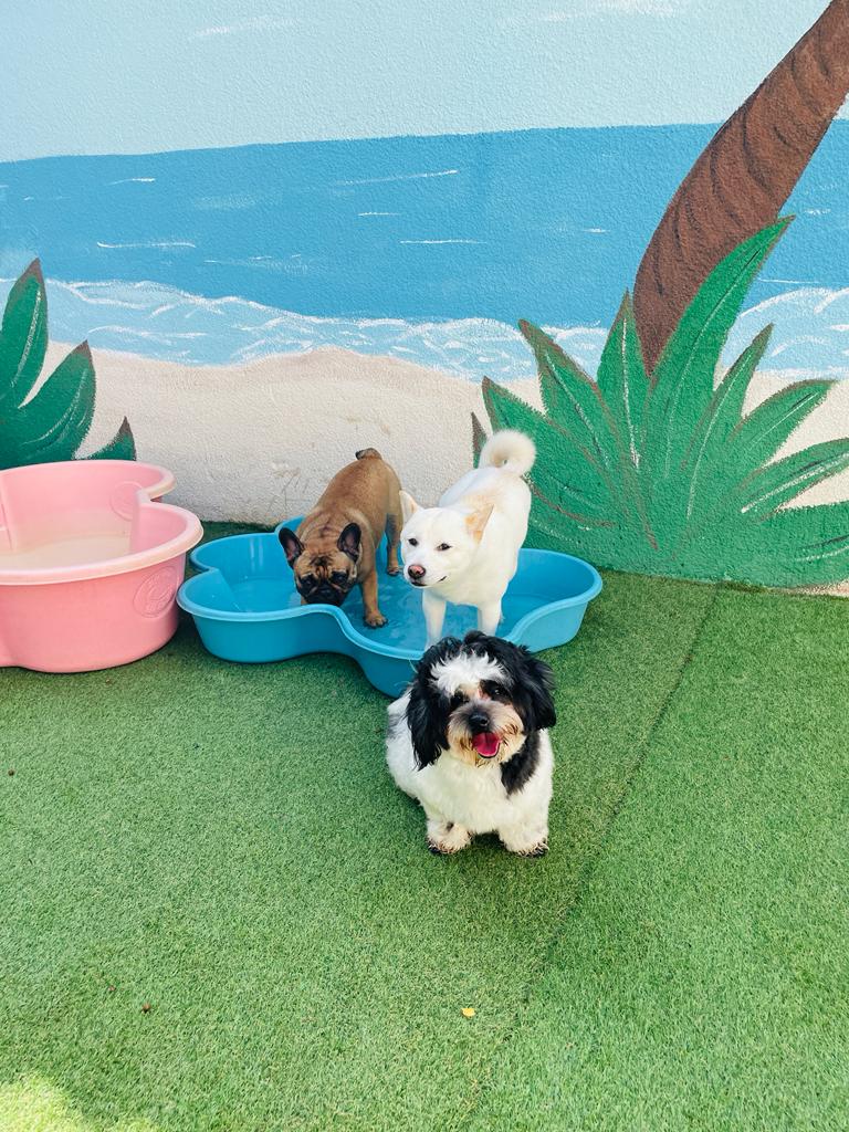 My Buddy Pet Care Best pet care in Dubai